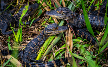 Картинка животные крокодилы трава детёныши крокодильчики