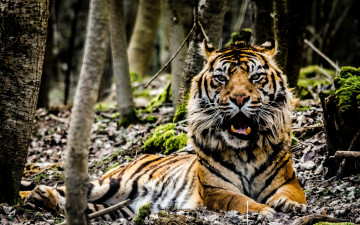 Картинка животные тигры лес тигр