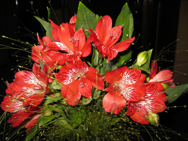 Обои картинки фото цветы, альстромерия, букет, красные