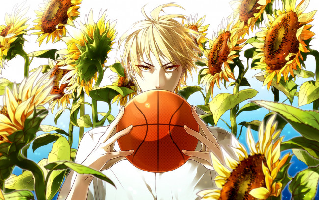 Обои картинки фото аниме, kuroko no baske, взгляд, парень, мяч, баскетбол, подсолнухи