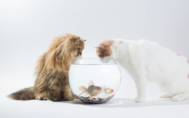 Обои картинки фото животные, коты, daisy, benjamin, torode, аквариум, hannah, рыбки, кошки, ben