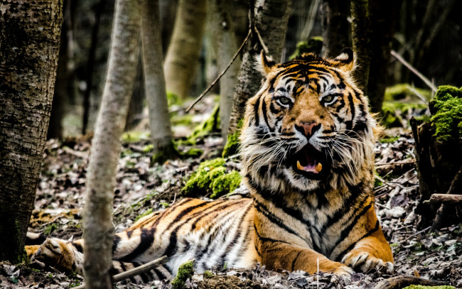 Обои картинки фото животные, тигры, лес, тигр