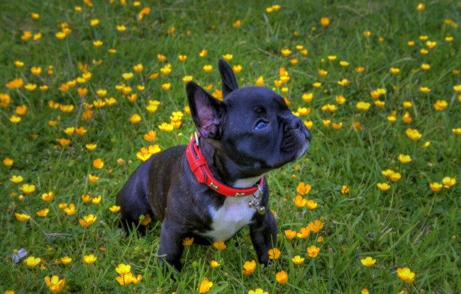 Обои картинки фото животные, собаки, французский, цветы, трава, лужайка, ошейник, бульдог