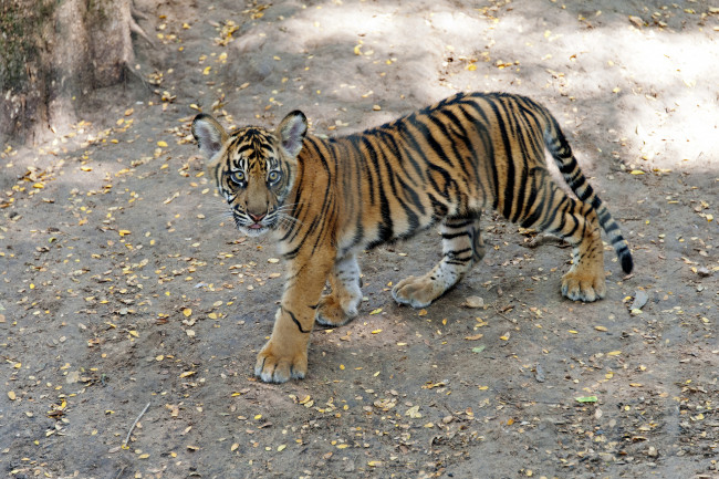 Обои картинки фото животные, тигры, тигренок