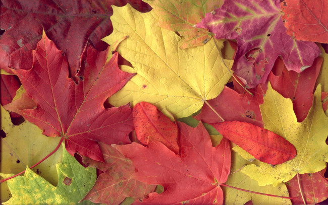 Обои картинки фото природа, листья, кленовые, осень, разноцветные