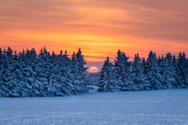 Обои картинки фото природа, восходы, закаты, лес, зима, закат, снег