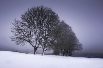 Картинка природа деревья снег