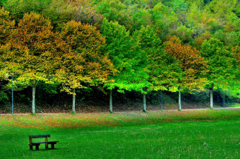 Картинка природа парк осень деревья лавочка поле