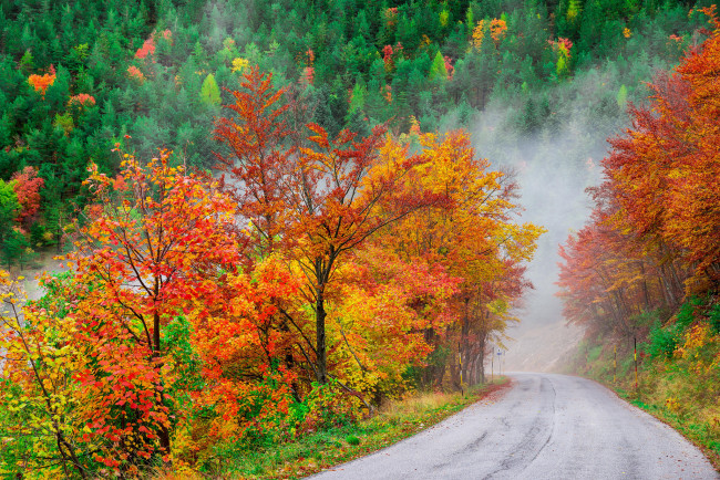 Обои картинки фото природа, дороги, пейзаж, деревья, осень, дорога, лес
