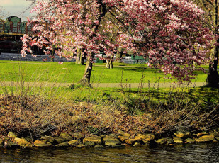 Картинка природа реки озера камни цветение дерево река