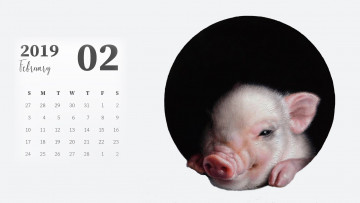 обоя календари, рисованные,  векторная графика, поросенок, свинья