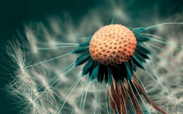 Картинка цветы одуванчики сердцевина одуванчик семена