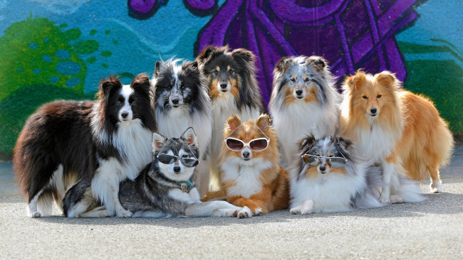 Обои картинки фото животные, собаки, очки, банда