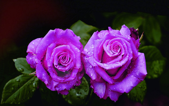 Обои картинки фото цветы, розы, дуэт