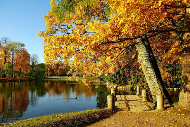 Обои картинки фото природа, парк, пруд, мостик, деревья, осень