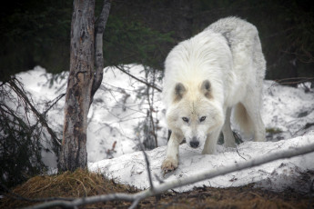 Картинка животные волки +койоты +шакалы волк млекопитающие на открытом воздухе