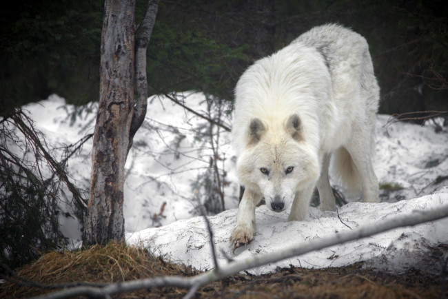Обои картинки фото животные, волки,  койоты,  шакалы, волк, млекопитающие, на, открытом, воздухе