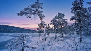 Картинка природа лес снег покрытые деревья голубое небо зима
