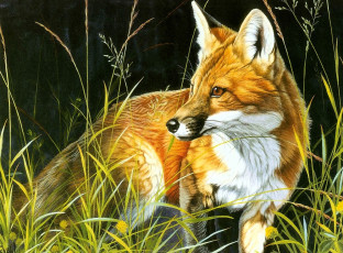 Картинка рисованное животные +лисы лиса трава