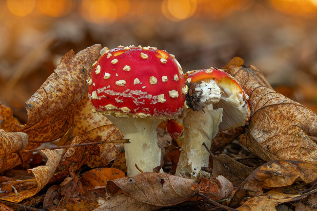 Обои картинки фото природа, грибы,  мухомор, осень, листья, гриб, мухомор
