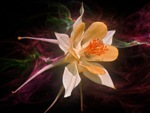Картинка алексеич метаморфозы цветы аквилегия водосбор