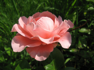 Картинка цветы розы pink rose