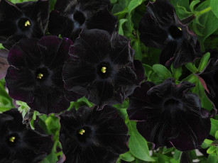 Картинка петуния Черный бархат цветы петунии калибрахоа черный