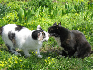 Картинка животные коты лето дружба трава кошка кот