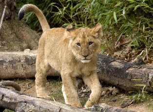 Картинка животные львы подросток львенок