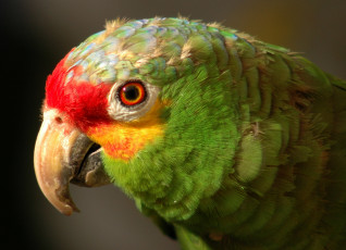 Картинка животные попугаи амазон