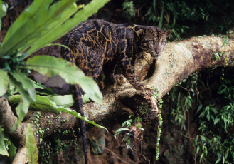 Картинка животные леопарды дерево дымчатый леопард