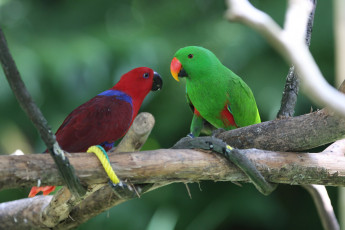 Картинка животные попугаи попугай амазон пара