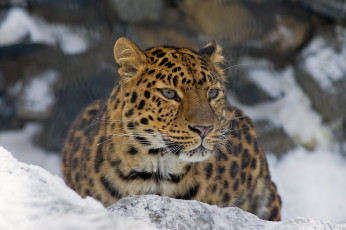 Картинка животные леопарды усы морда леопард взгляд
