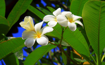 Картинка цветы плюмерия таиланд дерево