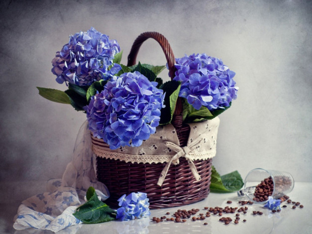 Обои картинки фото цветы, гортензия, корзинка, зерна, кофе