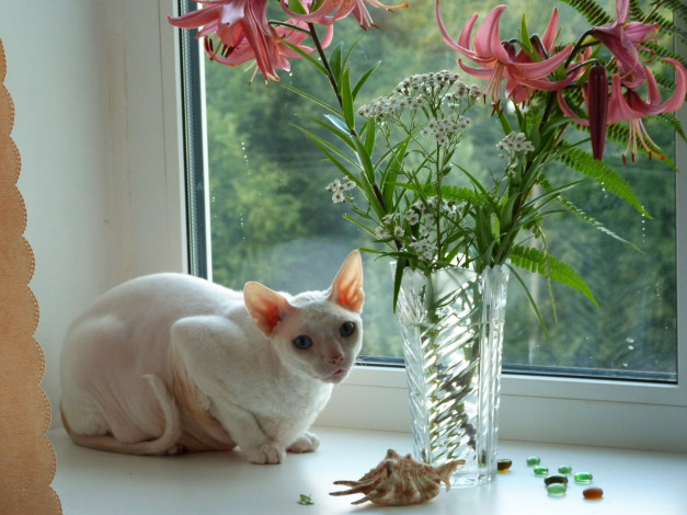 Обои картинки фото животные, коты, окно, цветы, ваза, сфинкс, кошка