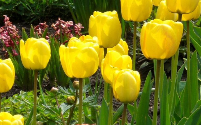 Обои картинки фото цветы, тюльпаны, желтые