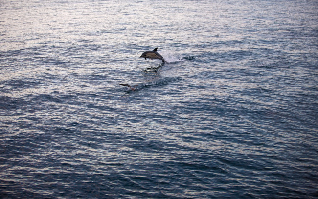 Обои картинки фото животные, дельфины, гладь, дельфин, чайка, водная, море