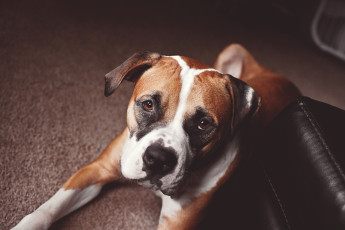 Картинка животные собаки boxer взгляд собака