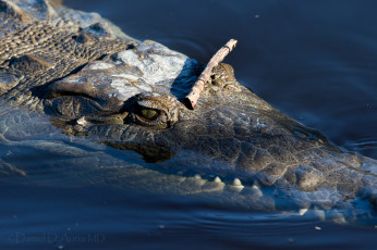 Картинка животные крокодилы палка вода