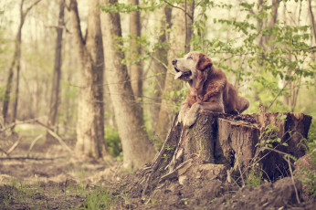 Картинка животные собаки голден ретривер золотистый лес пень