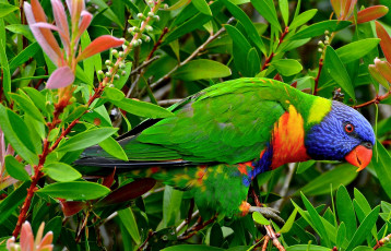 Картинка животные попугаи птица ветки листья многоцветный лорикет