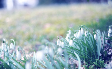 Картинка цветы подснежники белоцветник поляна