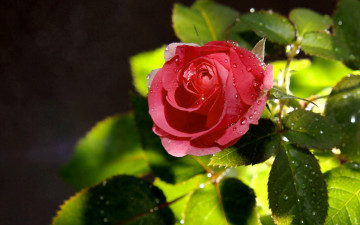 Картинка цветы розы лепестки капли
