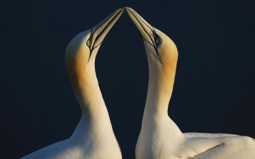 Картинка животные олуши птицы пара клювы