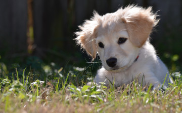 Картинка животные собаки щенок трава