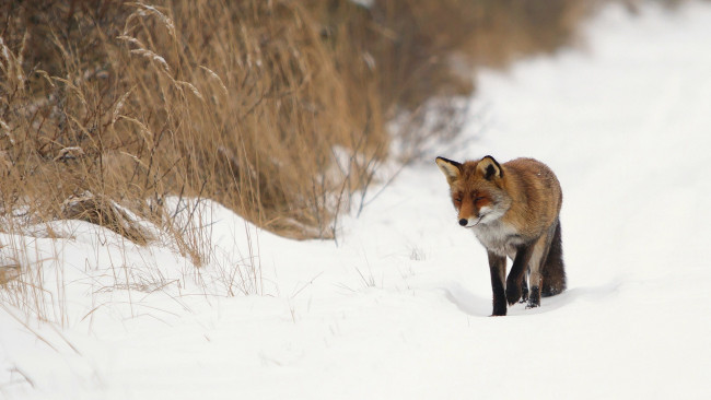 Обои картинки фото животные, лисы, лиса, зима, природа