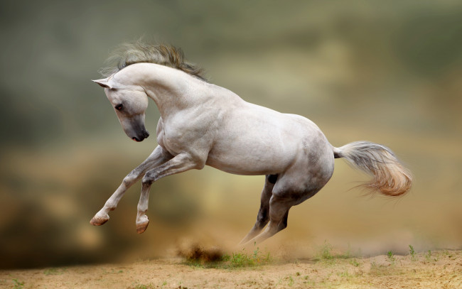 Обои картинки фото животные, лошади, движение, стать, жеребец