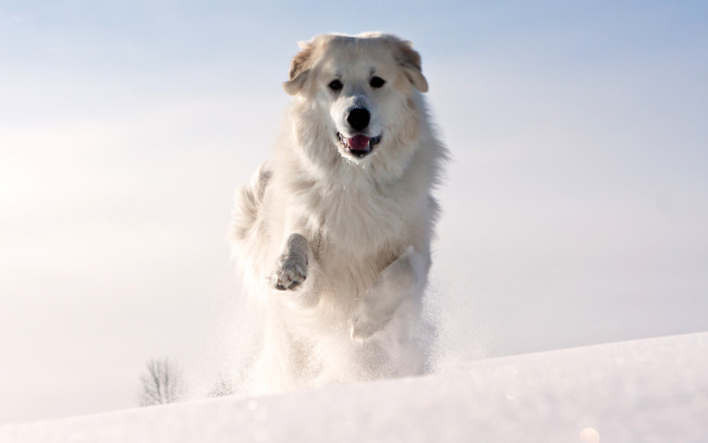 Обои картинки фото животные, собаки, холод, зима, снег, шерсть, лапы, уши, собака, белая, морда, бежит