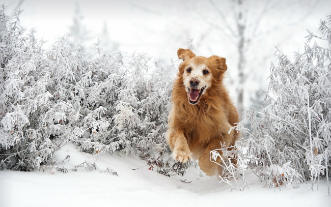 Обои картинки фото животные, собаки, собака, кусты, зима